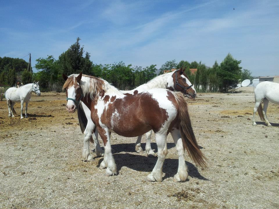 58162_268607356628124_545927221_n