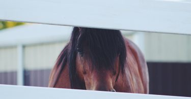 Los caballos y su relación con las personas