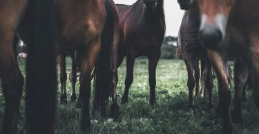 Los cólicos en los caballos algunos consejos