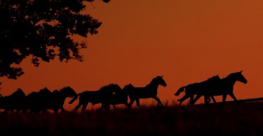 Caballos en Halloween