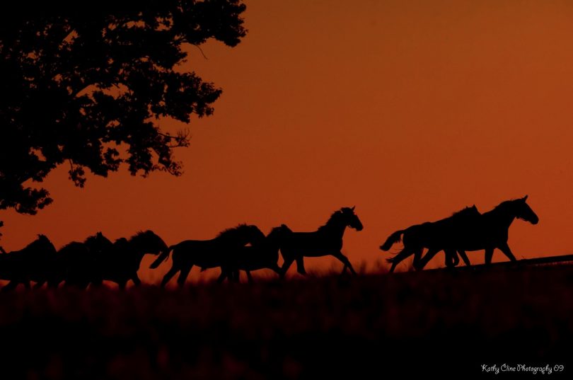 Caballos en Halloween