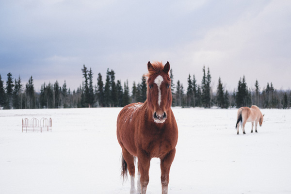 Cuidados básicos para nuestros caballos en invierno
