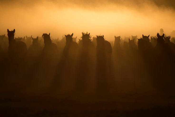 Adiestramiento del caballo basado en la confianza y el respeto recíproco