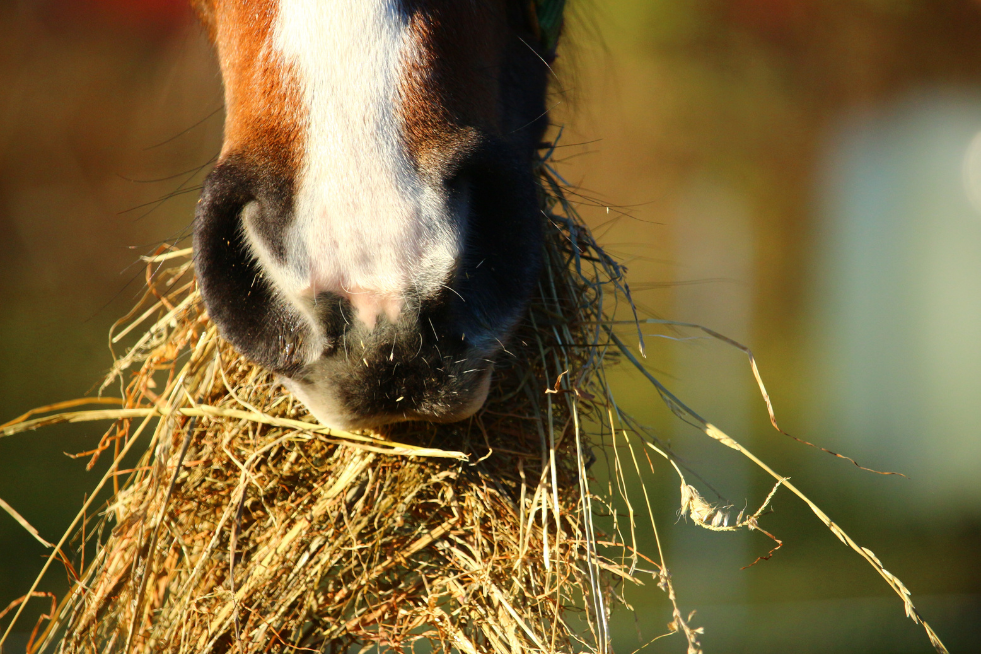 Un caballo castaño comiendo forraje que parece heno