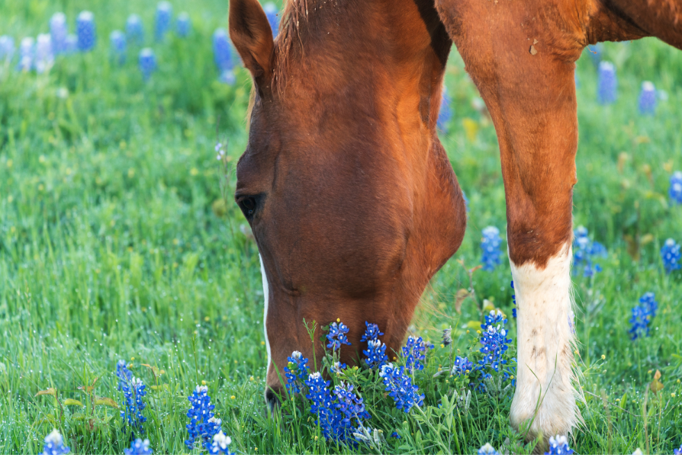 Caballo de capa alazana ,pastando en el campo