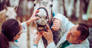 Veterinarios realizando una revisión veterinaria a un caballo tordo con cabezada de cuadra de color