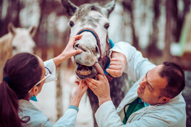 Veterinarios realizando una revisión veterinaria a un caballo tordo con cabezada de cuadra de color