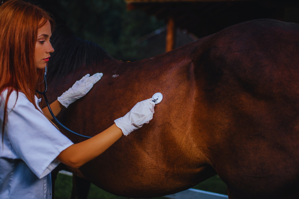 Veterinaria ostcultando a un caballo castaño