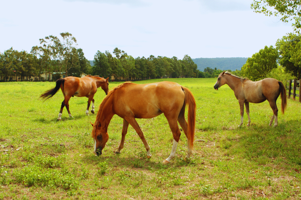 Caballos alazanes, ruano y castaño pastando en el campo