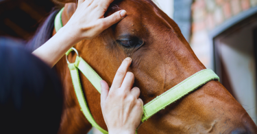 ¿Que es la piroplasmosis en los caballos