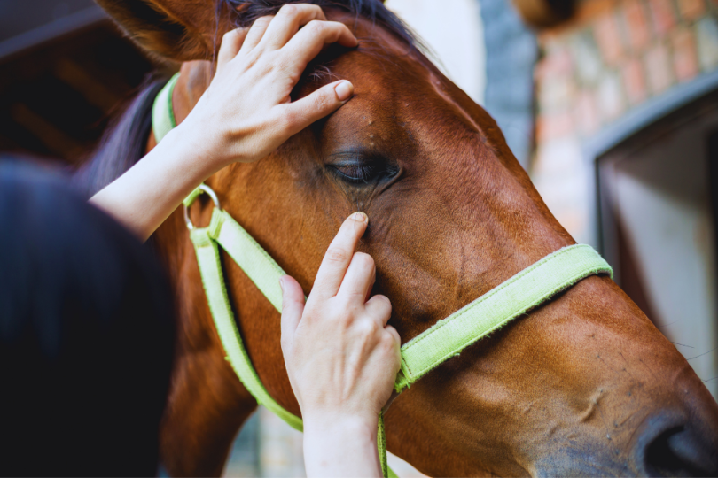 ¿Que es la piroplasmosis en los caballos