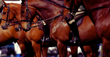 Caballos castaños esperando en una competición