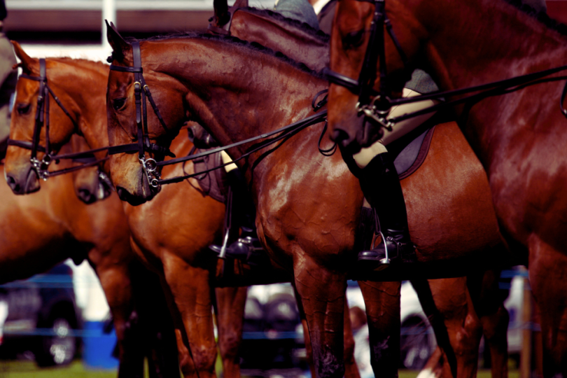 Caballos castaños esperando en una competición