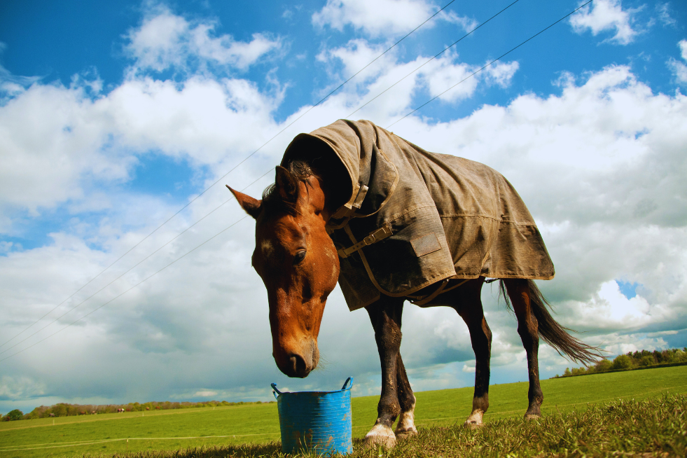 Caballo castaño con manta comiendo pienso