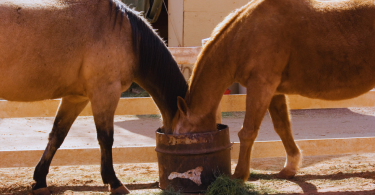 Caballos comiendo en un cubo pienso