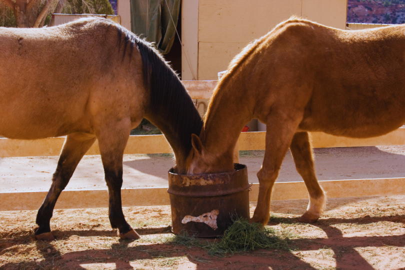 Caballos comiendo en un cubo pienso