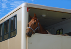 Caballo en un van de transporte