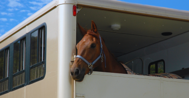 Caballo en un van de transporte