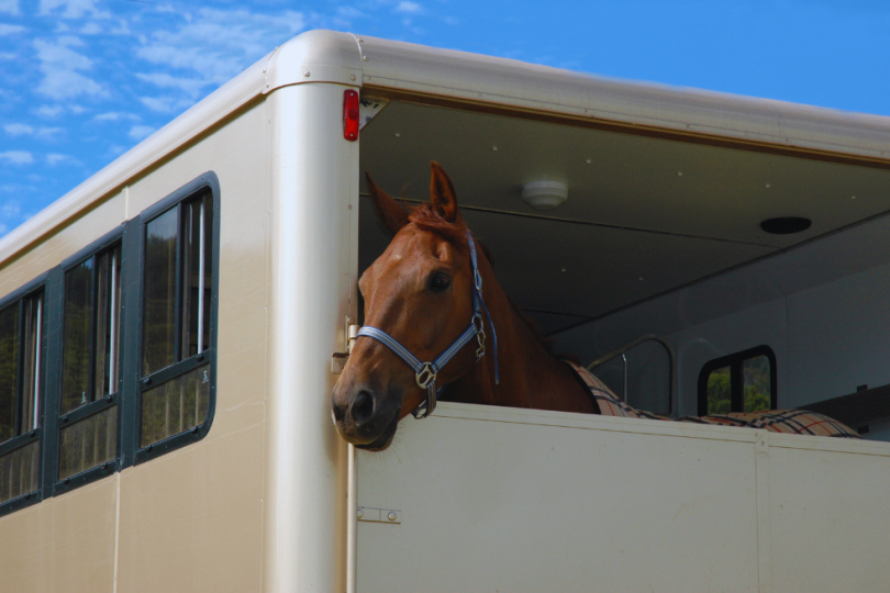 Caballo en un van de transporte