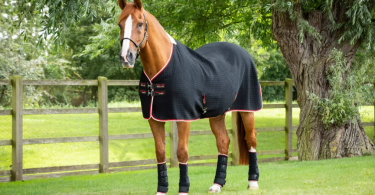 Un caballo en un prado con una manta de secado de color negro