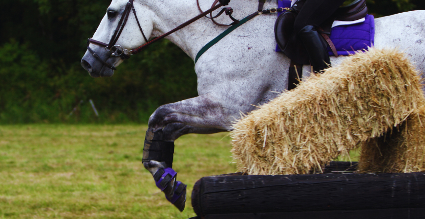 Caballo tordo con protectores y campanas saltando campo a través