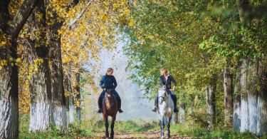 Chicas montando a caballo con dos caballos, tordo y castaño en el campo en otoño