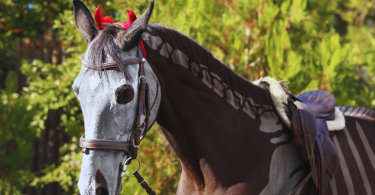Caballo disfrazado de esqueleto