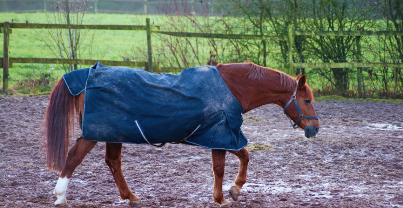 caballo alazán con manta de color azul
