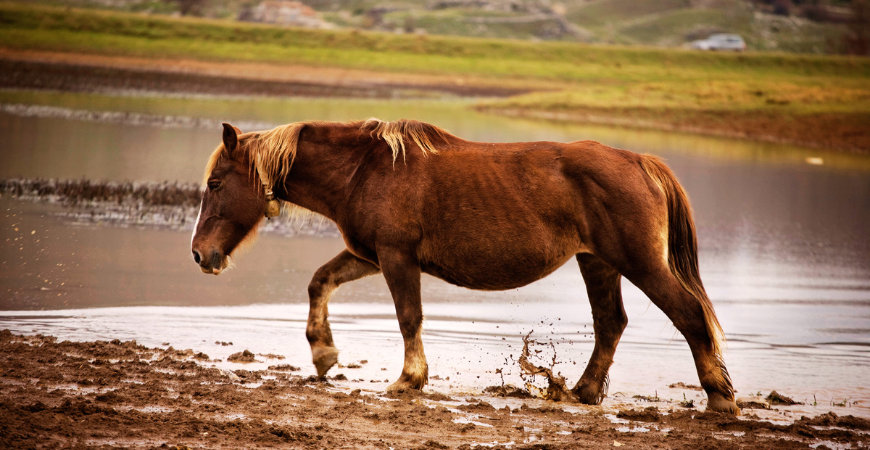Caballo andando por el barro