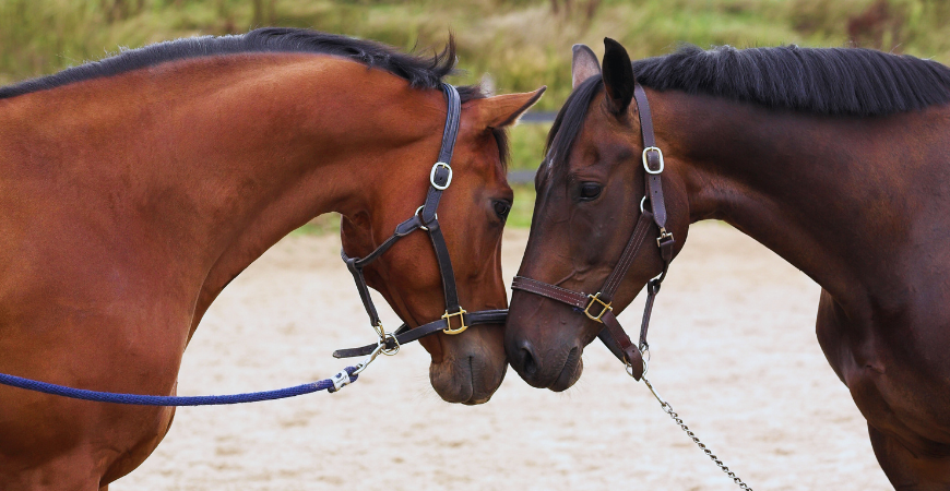 Caballos castaños saludándose 