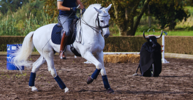 Caballo tordo trabajando en pista
