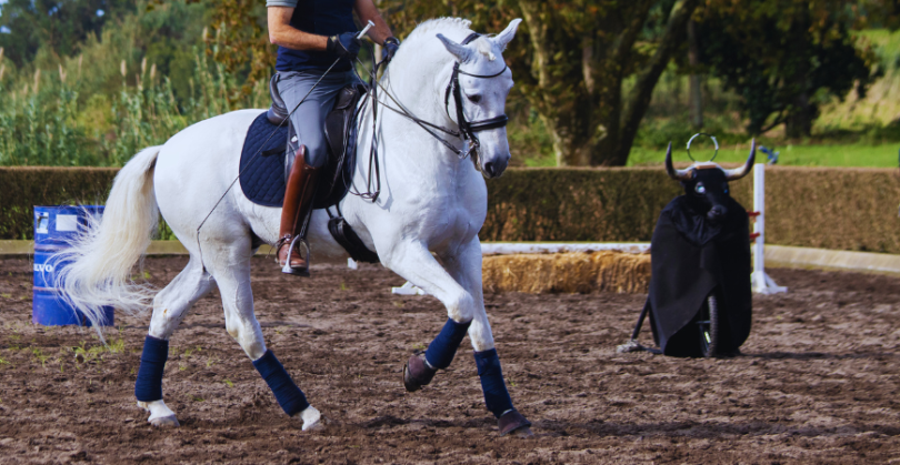 Caballo tordo trabajando en pista
